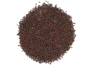 MRH Broccoli Sprouting Seeds Org 4oz