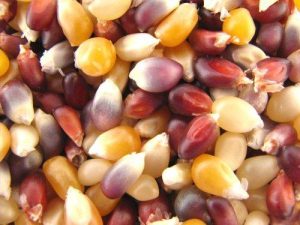 Azure Farm Popcorn Multicolored Organic 1lb bulk